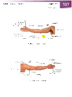 Sobotta Atlas of Human Anatomy  Head,Neck,Upper Limb Volume1 2006, page 164